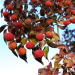 Cornus kousa (Kousa Dogwood) fall fruit